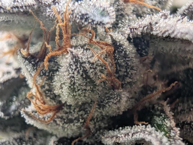 Farmbros clones. Week 11