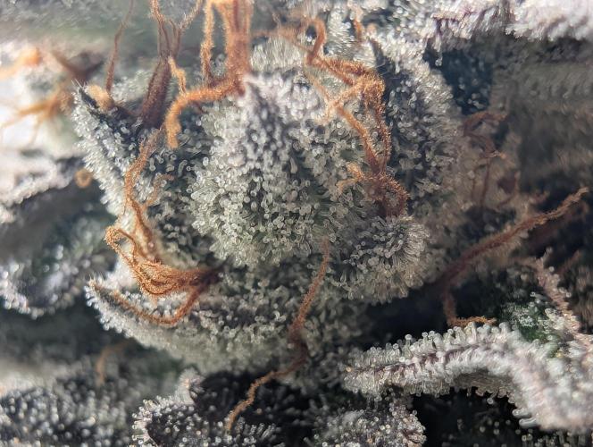 Farmbros clones. Week 11