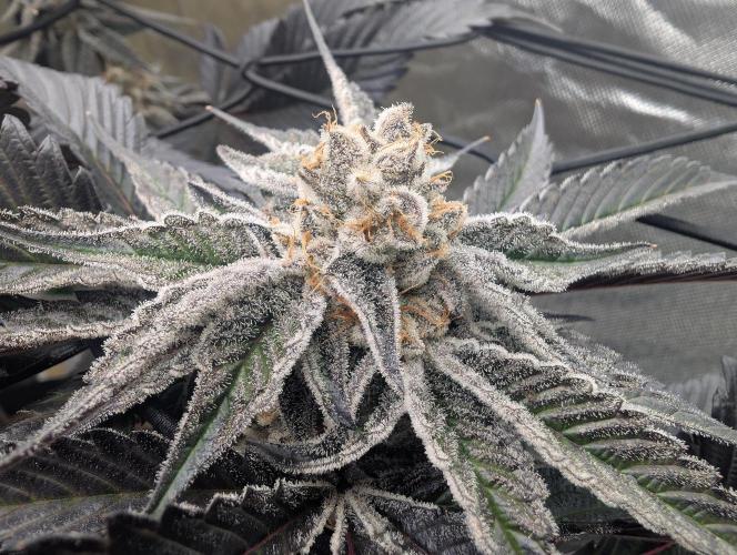 Farmbros clones. Week 12 - D63
