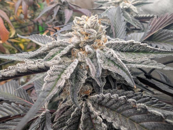 Farmbros clones. Week 12 - D63