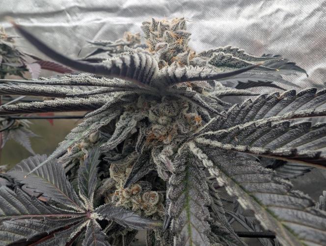 Farmbros clones. Week 12 - D63