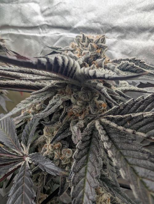Farmbros clones. Week 12 - D63