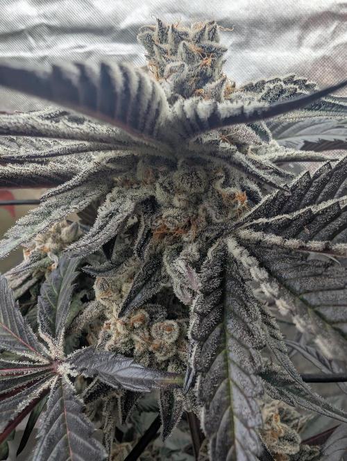Farmbros clones. Week 12 - D63
