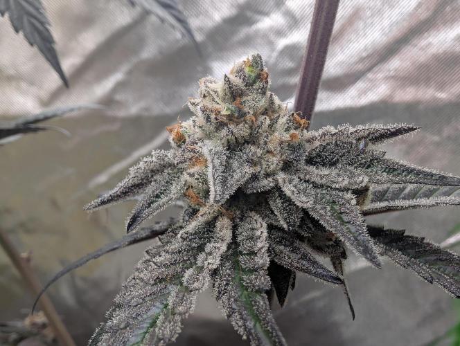 Farmbros clones. Week 12 - D63