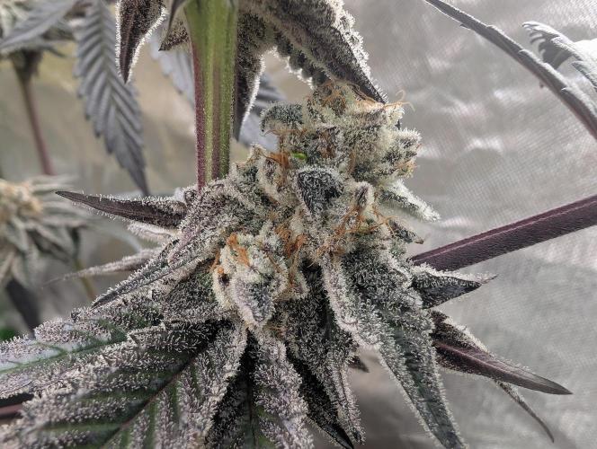 Farmbros clones. Week 12 - D63