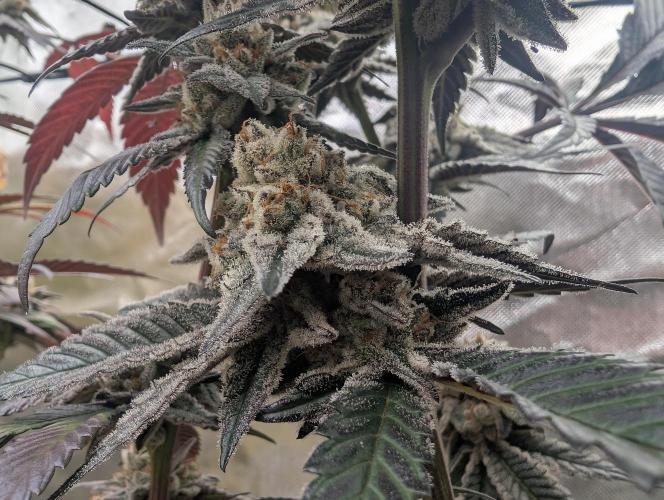 Farmbros clones. Week 12 - D63