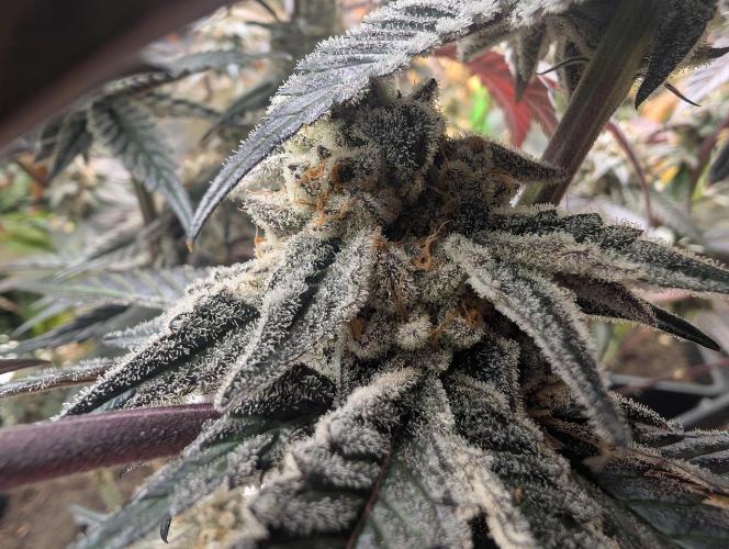 Farmbros clones. Week 12 - D63