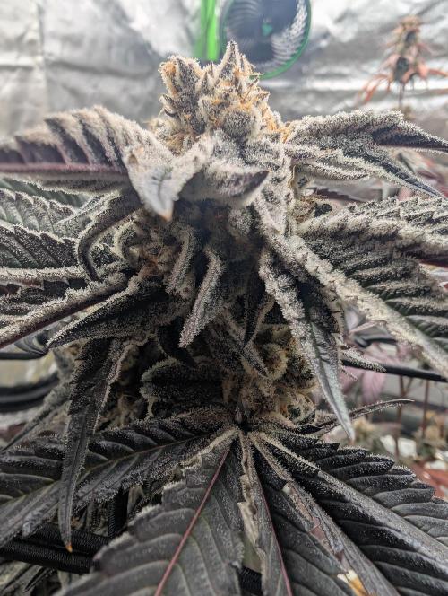 Farmbros clones. Week 12 - D63
