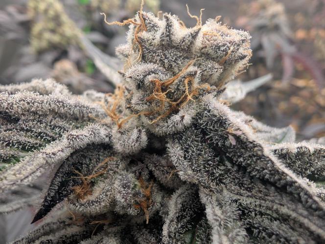 Farmbros clones. Week 12 - D63
