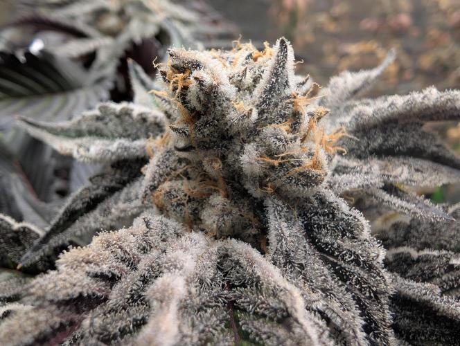 Farmbros clones. Week 12