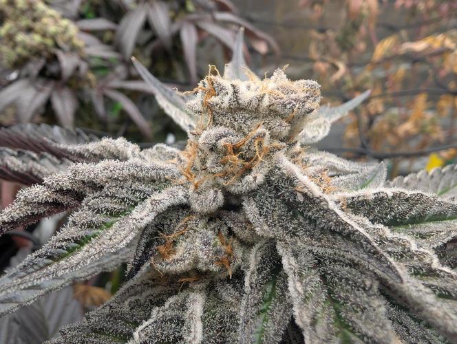 Farmbros clones. Week 12