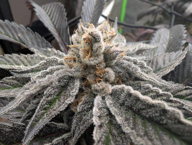 Farmbros clones. Week 12