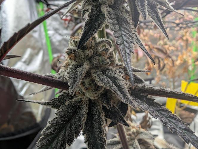 Farmbros clones. Week 12