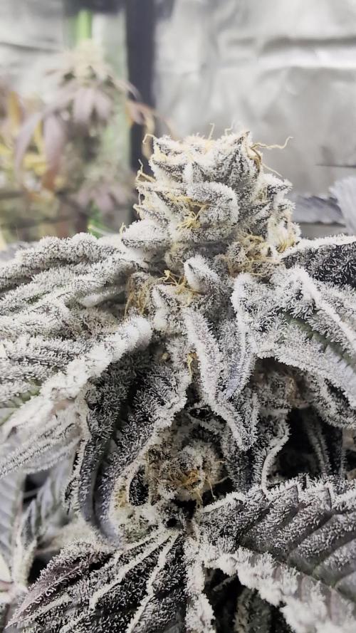Farmbros clones