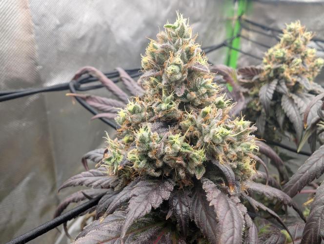B B B. Week 20