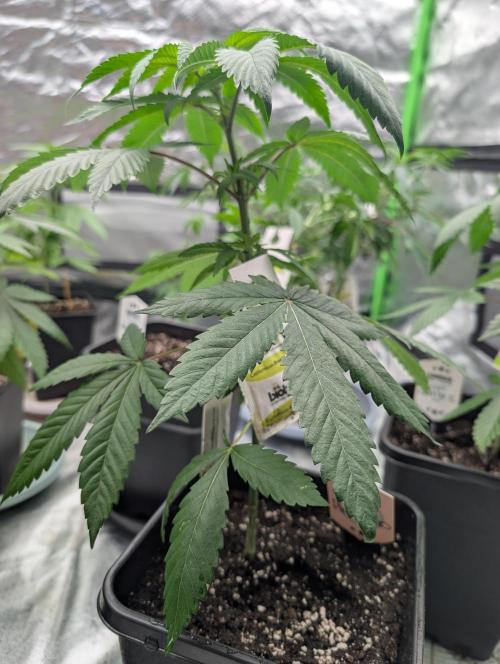 Pink Gelato 🍦😋. Week 6 - D33
