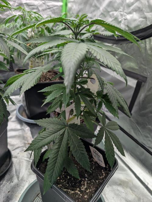 Pink Gelato 🍦😋. Week 6 - D37