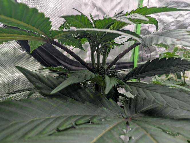 Pink Gelato 🍦😋. Week 6 - D40