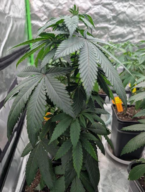 Pink Gelato 🍦😋. Week 6 - D43