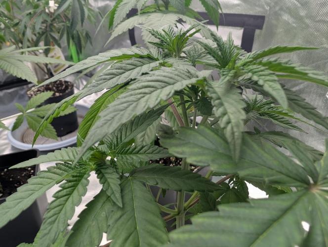 Monkey Venom. Week 6 - D32