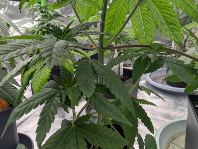 Monkey Venom. Week 6 - D32