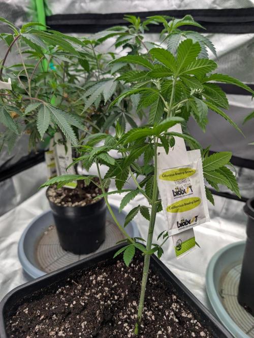 Monkey Venom. Week 6 - D33 Transplanted into 5l