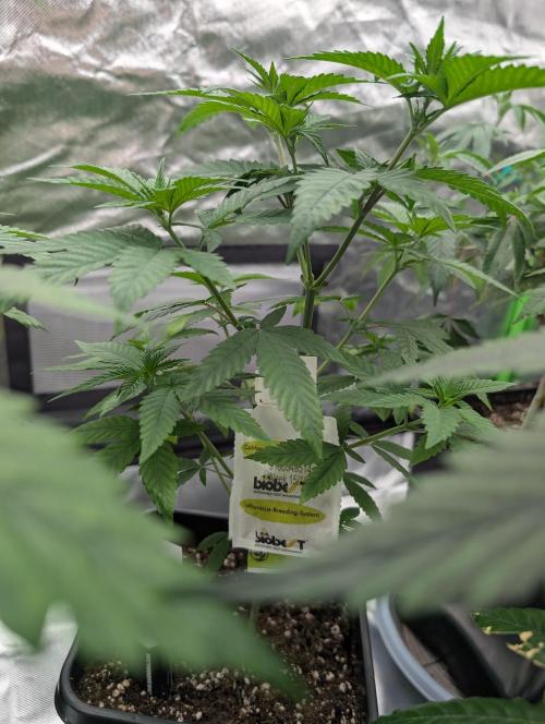 Monkey Venom. Week 6 - D37