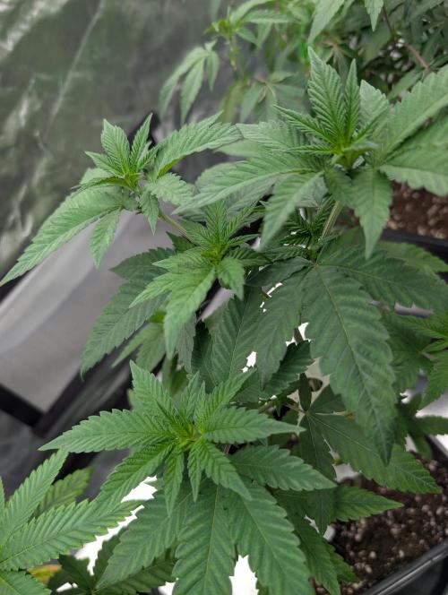 Monkey Venom. Week 6 - D37