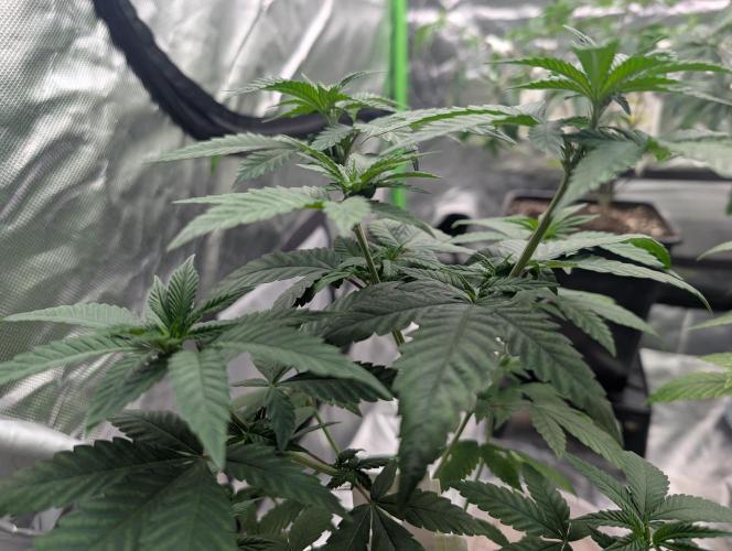 Monkey Venom. Week 6 - D40
