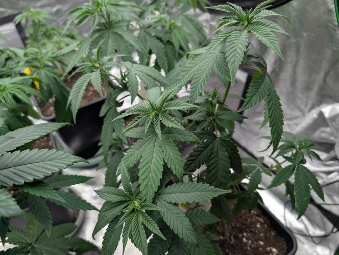 Monkey Grease. Week 6