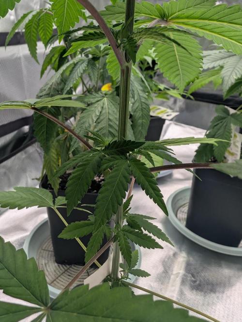 Lovely Z. Week 6 - D32