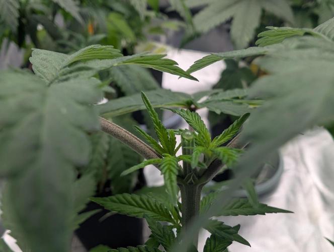 Lovely Z. Week 6 - D32