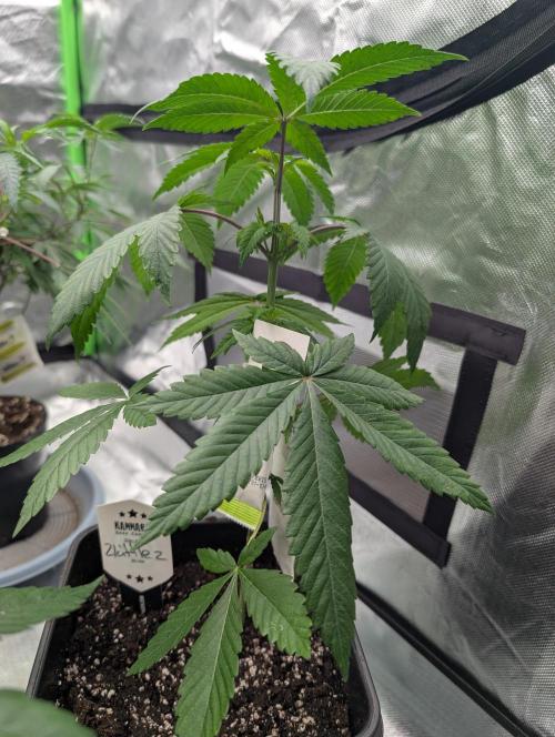 Lovely Z. Week 6 - D33