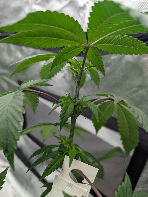 Lovely Z. Week 6 - D33