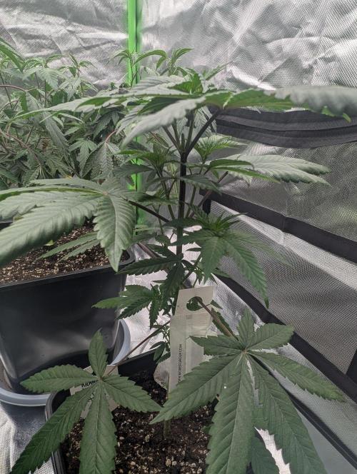 Lovely Z. Week 6 - D37