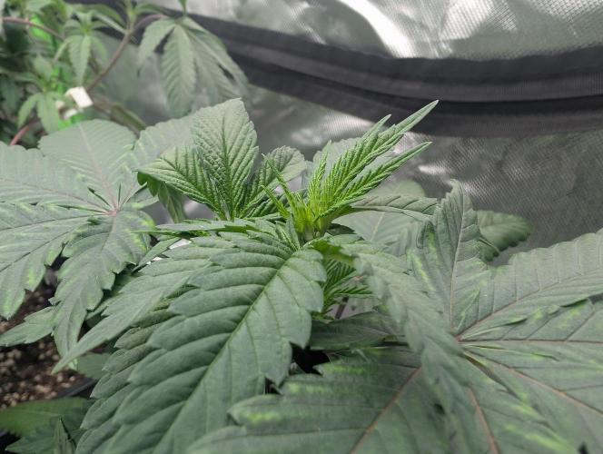 Lovely Z. Week 6 - D37