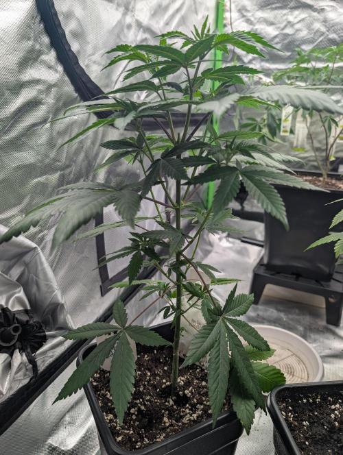 Lovely Z. Week 6 - D40