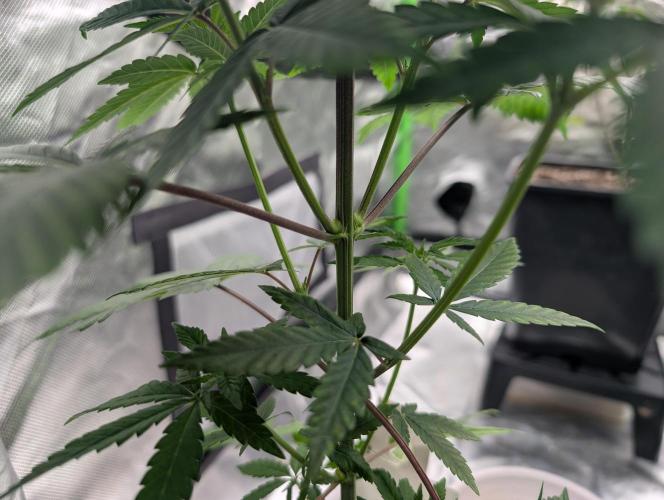 Lovely Z. Week 6 - D40