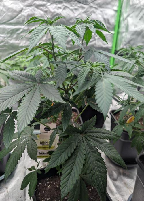 Lovely Z. Week 6 - D43