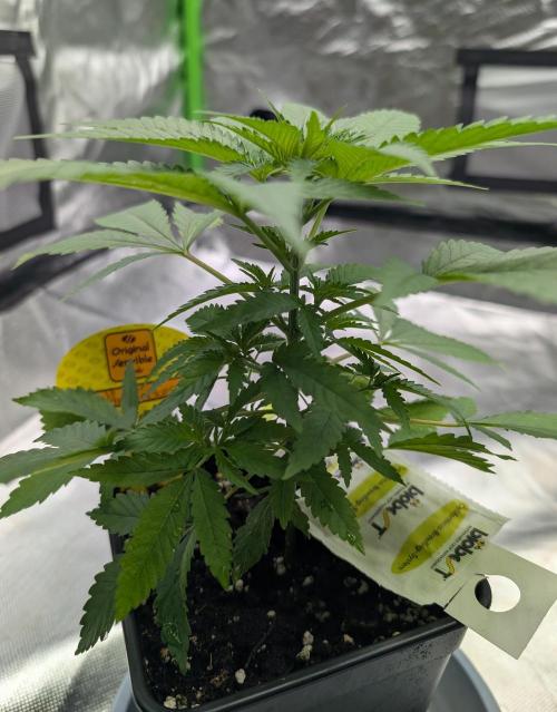 Cant have enough cookies. Week 6 - D32
