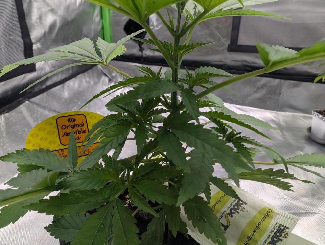 Cant have enough cookies. Week 6 - D32