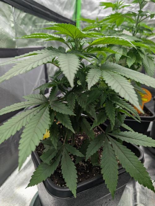 Cant have enough cookies. Week 6 - D37