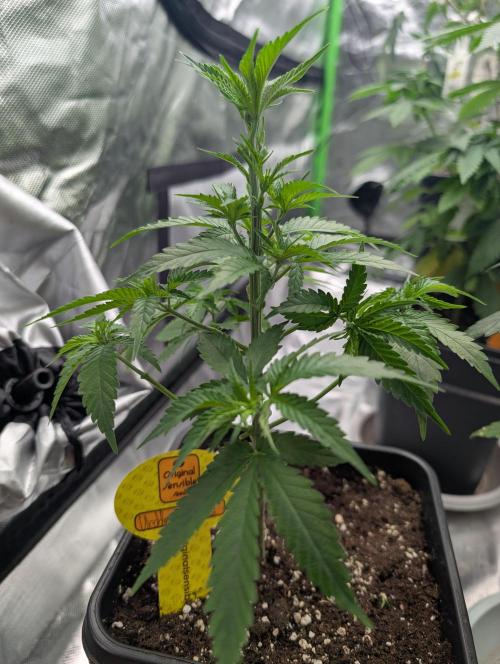 Cant have enough cookies. Week 6 - D40