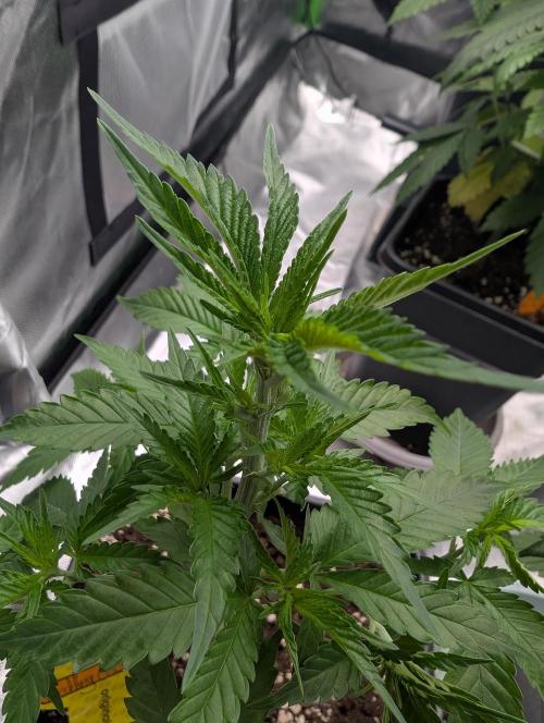 Cant have enough cookies. Week 6 - D40