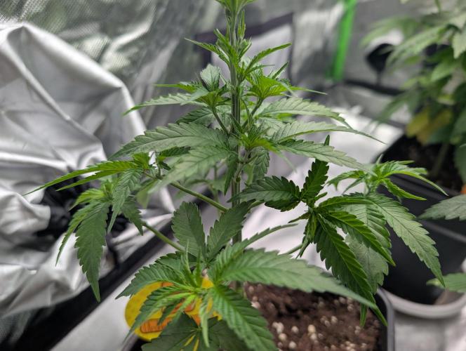 Cant have enough cookies. Week 6 - D40