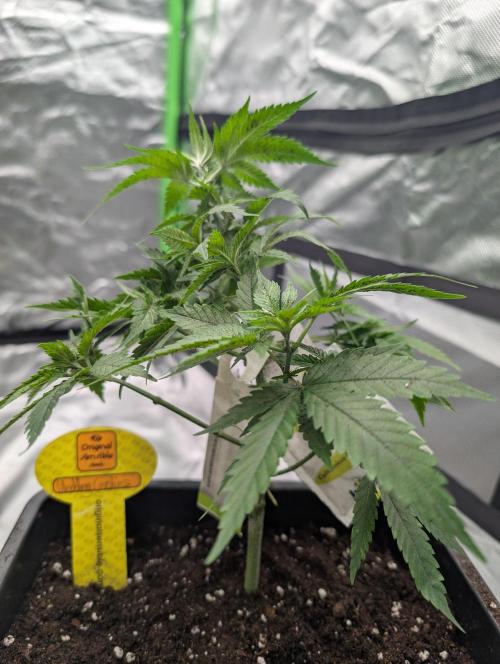 Cant have enough cookies. Week 6 - D42