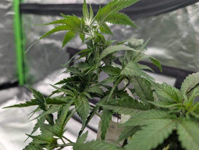 Cant have enough cookies. Week 6 - D42
