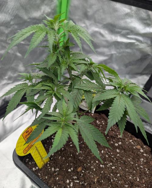 Wedding Cookies. Week 6