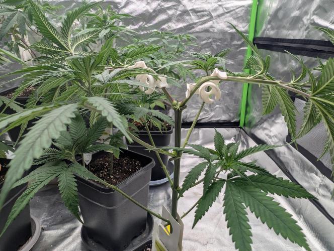 Do Si Tang. Week 6 - D40