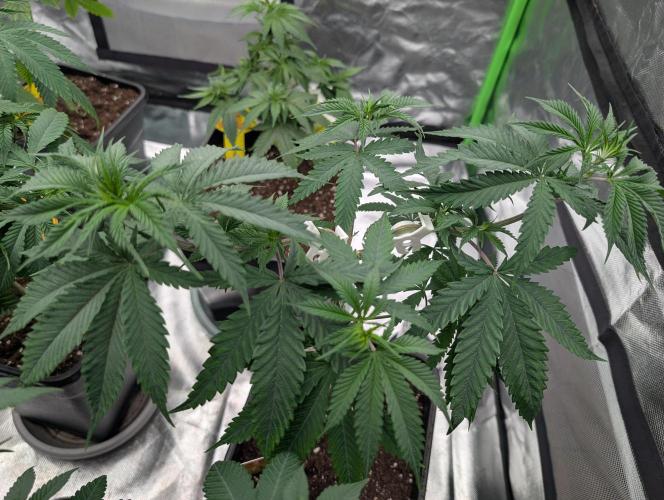 Orange Biscuit. Week 6